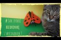 biedronka z papieru - kot z biedronką - wycinanki dla dzieci
